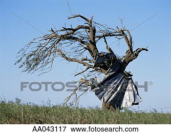 Picture - tornado damaged 
tree. fotosearch 
- search stock 
photos, pictures, 
images, and photo 
clipart
