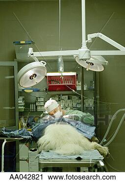 Stock Photography - vet in surgery. 
fotosearch - search 
stock photos, 
pictures, images, 
and photo clipart