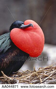 Stock Photography - frigate bird displaying 
throat. fotosearch 
- search stock 
photos, pictures, 
images, and photo 
clipart