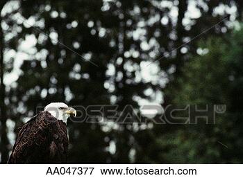 Picture - bald eagle. fotosearch 
- search stock 
photos, pictures, 
images, and photo 
clipart