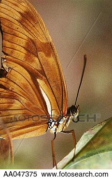 Stock Image - butterfly, close-up. 
fotosearch - search 
stock photos, 
pictures, images, 
and photo clipart