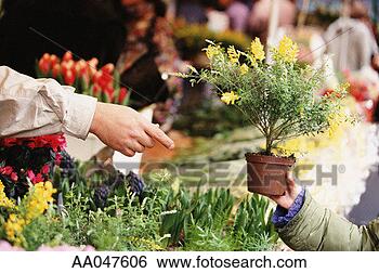 Stock Photo - buying a plant 
at the market. 
fotosearch - search 
stock photos, 
pictures, images, 
and photo clipart