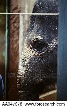Stock Photo - caged elephant. 
fotosearch - search 
stock photos, 
pictures, images, 
and photo clipart