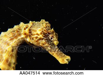 Stock Photo - close-up of seahorse. 
fotosearch - search 
stock photos, 
pictures, images, 
and photo clipart