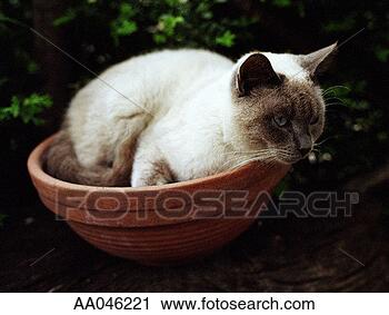 Stock Photography - siamese cat lounging 
in a bowl. fotosearch 
- search stock 
photos, pictures, 
images, and photo 
clipart