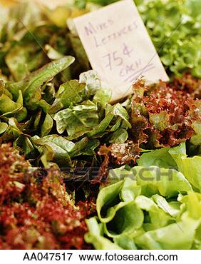 Picture - various lettuce 
leaves at farmer's 
market. fotosearch 
- search stock 
photos, pictures, 
images, and photo 
clipart