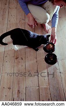 Stock Photograph - woman feeding 
cat. fotosearch 
- search stock 
photos, pictures, 
images, and photo 
clipart
