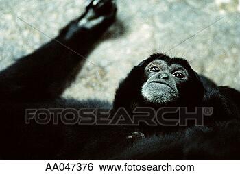 Stock Photo - young silverback 
gorilla. fotosearch 
- search stock 
photos, pictures, 
images, and photo 
clipart