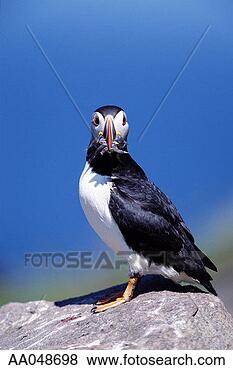 Stock Photo - atlantic puffin. 
fotosearch - search 
stock photos, 
pictures, images, 
and photo clipart