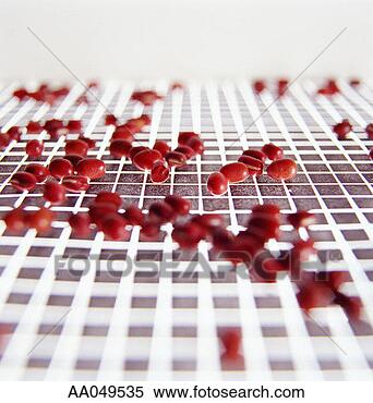 Stock Image - dried beans on 
graph. fotosearch 
- search stock 
photos, pictures, 
images, and photo 
clipart