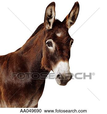 Stock Photography - head shot of donkey. 
fotosearch - search 
stock photos, 
pictures, images, 
and photo clipart