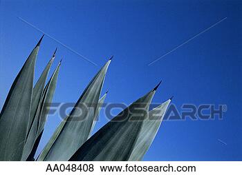 Stock Photo - leaves of agave 
plant. fotosearch 
- search stock 
photos, pictures, 
images, and photo 
clipart