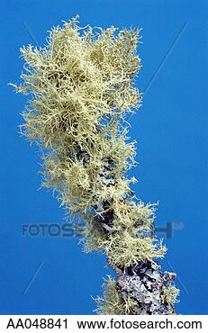 Stock Photography - lichen on a tree 
branch. fotosearch 
- search stock 
photos, pictures, 
images, and photo 
clipart
