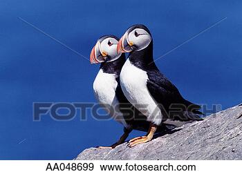 Stock Photograph - a pair of atlantic 
puffins. fotosearch 
- search stock 
photos, pictures, 
images, and photo 
clipart