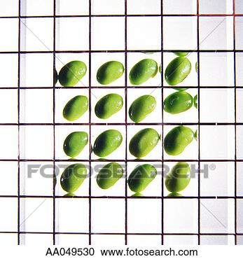Stock Photography - soy bean in grid. 
fotosearch - search 
stock photos, 
pictures, images, 
and photo clipart