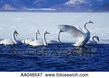 Picture - swans in partially 
frozen lake. fotosearch 
- search stock 
photos, pictures, 
images, and photo 
clipart