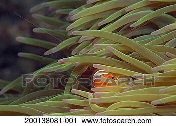 Stock Photography - false clownfish 
(amphiprion ocellaris) 
in sea anemone. 
fotosearch - search 
stock photos, 
pictures, images, 
and photo clipart