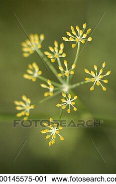 Stock Photography - flower buds, close-up. 
fotosearch - search 
stock photos, 
pictures, images, 
and photo clipart