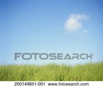 Stock Photography - tall sea grass. 
fotosearch - search 
stock photos, 
pictures, images, 
and photo clipart