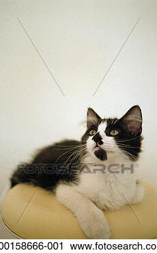 Stock Photography - cat lying on stool, 
looking up. fotosearch 
- search stock 
photos, pictures, 
images, and photo 
clipart