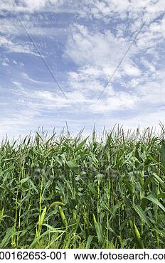 Stock Photography - corn field. fotosearch 
- search stock 
photos, pictures, 
images, and photo 
clipart