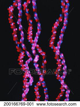 Stock Photography - lights in shape 
of dna formations. 
fotosearch - search 
stock photos, 
pictures, images, 
and photo clipart