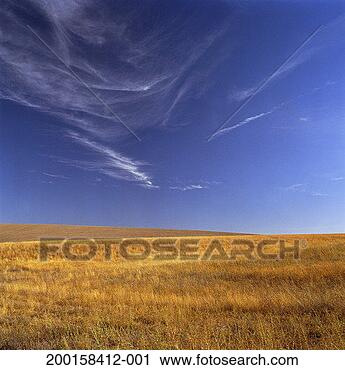 Stock Photography - wheat field. fotosearch 
- search stock 
photos, pictures, 
images, and photo 
clipart