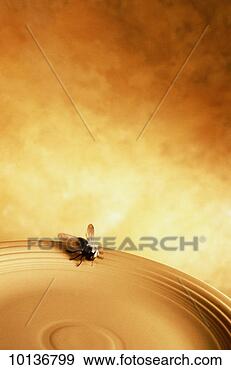 Stock Photograph - annoying problems, 
fly on plate edge. 
fotosearch - search 
stock photos, 
pictures, images, 
and photo clipart