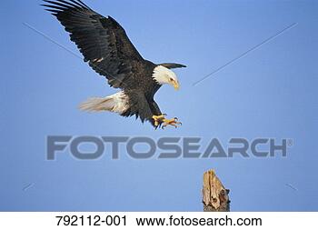 Stock Photography - bald eagle (haliaeetus 
leucocephalus) 
landing. fotosearch 
- search stock 
photos, pictures, 
images, and photo 
clipart