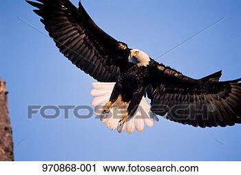 Stock Photography - bald eagle (haliaeetus 
leucocephalus) 
in flight. fotosearch 
- search stock 
photos, pictures, 
images, and photo 
clipart