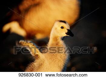 Stock Photography - canada goose chick 
(branta canadensis). 
fotosearch - search 
stock photos, 
pictures, images, 
and photo clipart