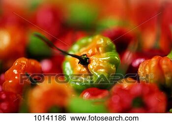 Stock Photo - caribbean cuisine, 
chili peppers. 
fotosearch - search 
stock photos, 
pictures, images, 
and photo clipart