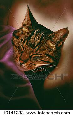 Stock Photo - cat sleeping in 
bed, portrait. 
fotosearch - search 
stock photos, 
pictures, images, 
and photo clipart