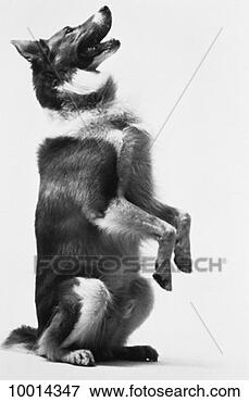 Picture - collie sitting 
up and begging. 
fotosearch - search 
stock photos, 
pictures, images, 
and photo clipart