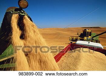 Stock Photo - combine harvester 
transferring grain 
into trailer, 
close-up. fotosearch 
- search stock 
photos, pictures, 
images, and photo 
clipart