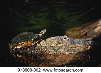 Stock Photo - crocodile head 
protruding from 
water, with painted 
turtle on back. 
fotosearch - search 
stock photos, 
pictures, images, 
and photo clipart