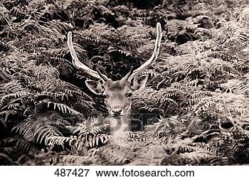 Picture - deer head surrounded 
by ferns in black 
and white. fotosearch 
- search stock 
photos, pictures, 
images, and photo 
clipart