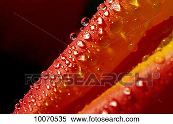 Stock Image - detail of tulips, 
holland. fotosearch 
- search stock 
photos, pictures, 
images, and photo 
clipart
