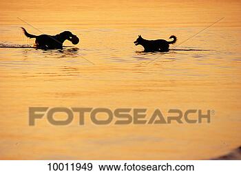 Stock Photograph - dogs playing with 
ball in water. 
fotosearch - search 
stock photos, 
pictures, images, 
and photo clipart