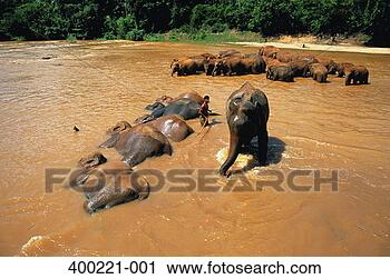 Stock Photography - elephants lying 
in river, sri 
lanka. fotosearch 
- search stock 
photos, pictures, 
images, and photo 
clipart