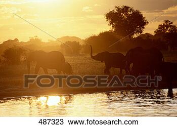 Stock Photo - elephants walking 
by pond at sunset. 
fotosearch - search 
stock photos, 
pictures, images, 
and photo clipart
