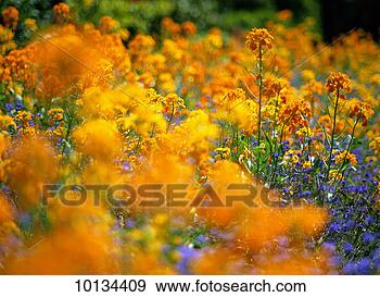 Stock Photograph - flower bed abstract. 
fotosearch - search 
stock photos, 
pictures, images, 
and photo clipart