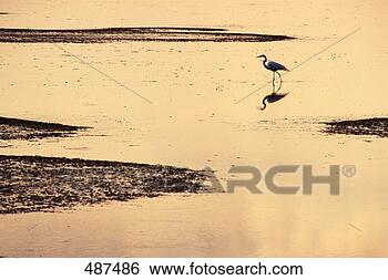 Stock Photo - great egret at 
sunset in key 
west, florida. 
fotosearch - search 
stock photos, 
pictures, images, 
and photo clipart