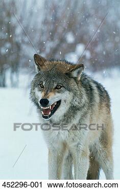 Stock Photography - grey wolf standing 
in snow. fotosearch 
- search stock 
photos, pictures, 
images, and photo 
clipart