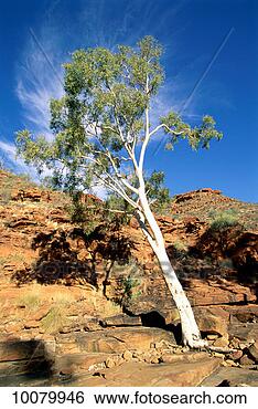 Stock Photo - gum tree in kings 
canyon, australia. 
fotosearch - search 
stock photos, 
pictures, images, 
and photo clipart