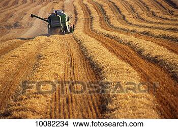 Stock Photo - harvesting barley 
in gonsveld, holland. 
fotosearch - search 
stock photos, 
pictures, images, 
and photo clipart