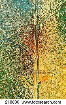 Stock Photography - leaf vein patterns 
in glass. fotosearch 
- search stock 
photos, pictures, 
images, and photo 
clipart