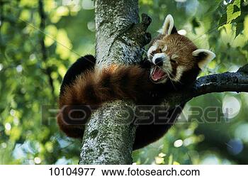 Picture - little panda, 
rotterdam zoo, 
holland. fotosearch 
- search stock 
photos, pictures, 
images, and photo 
clipart