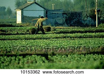 Stock Photo - man in field, 
dali, china. fotosearch 
- search stock 
photos, pictures, 
images, and photo 
clipart