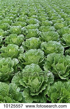 Picture - market garden 
in dalat central 
highlands. fotosearch 
- search stock 
photos, pictures, 
images, and photo 
clipart